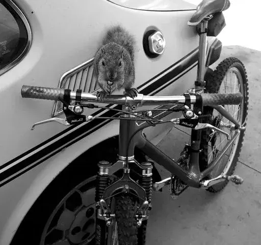 riplyriderbw.webp