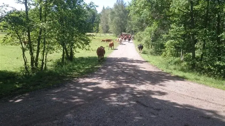 pamplona.webp