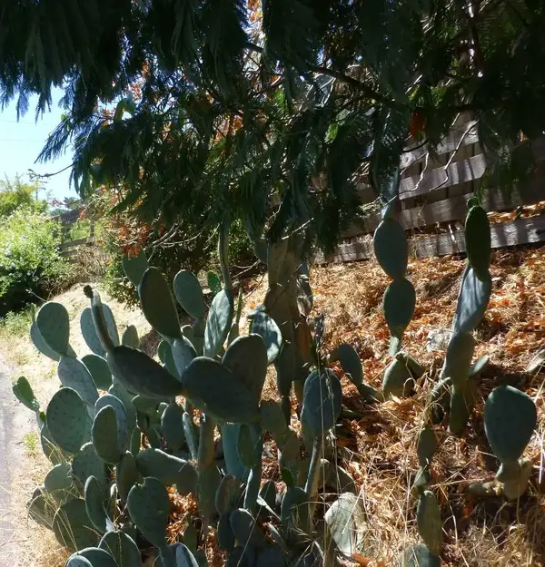 Local cactus.webp