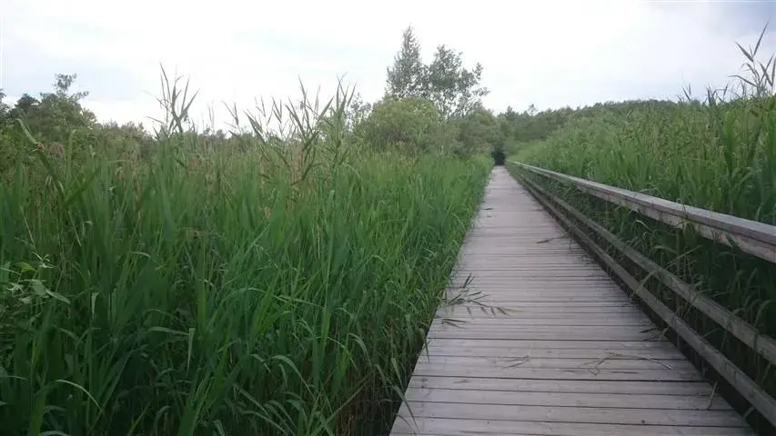 endless bridge.webp