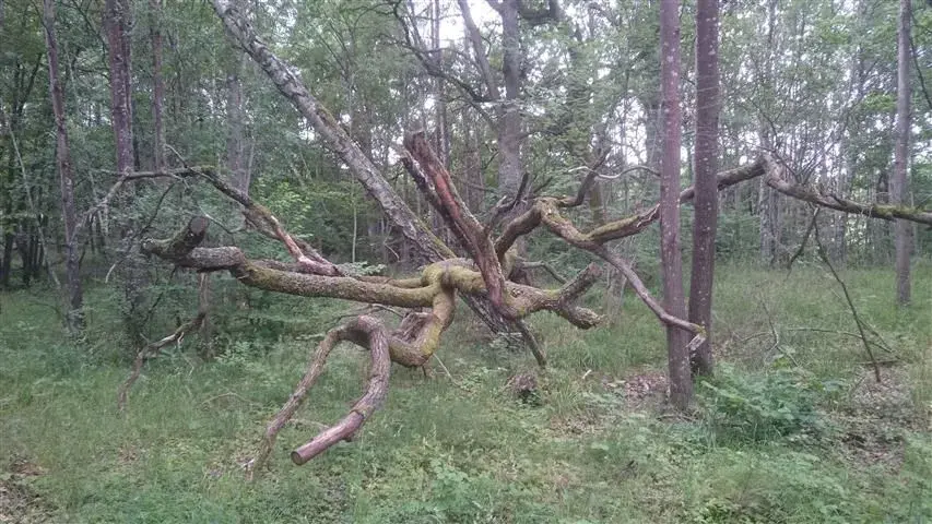 the spider.webp