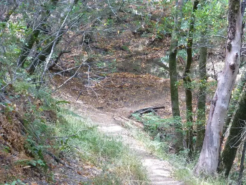 In the woods .webp
