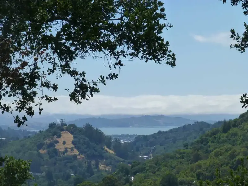 Foggy Bay.webp