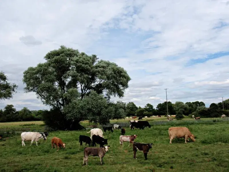 moo!.webp