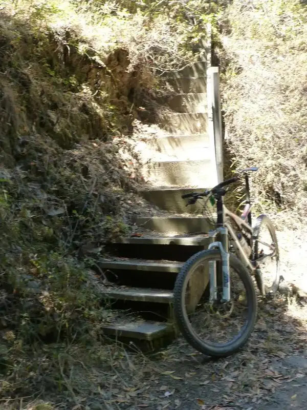 stairs in the woods.webp