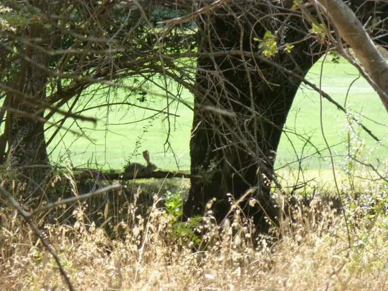 Jack Rabbit.webp