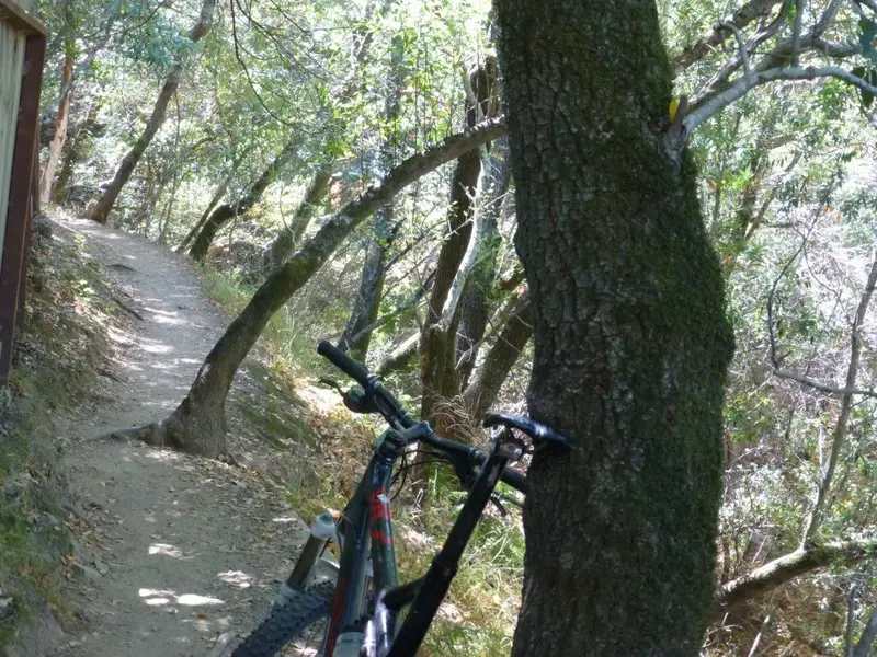 OG Trail.webp