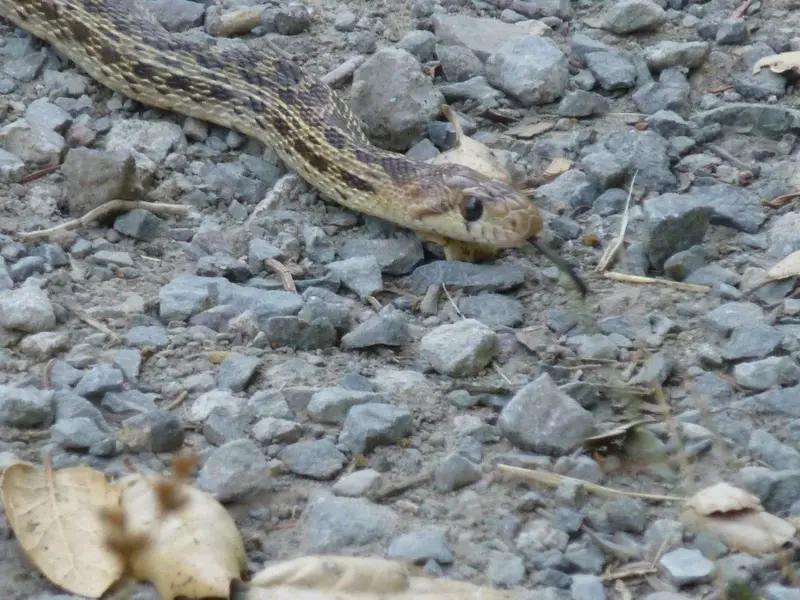 Snake head.webp