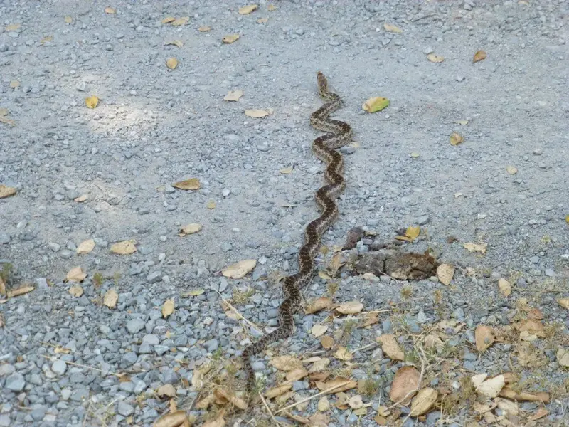 Bull snake.webp