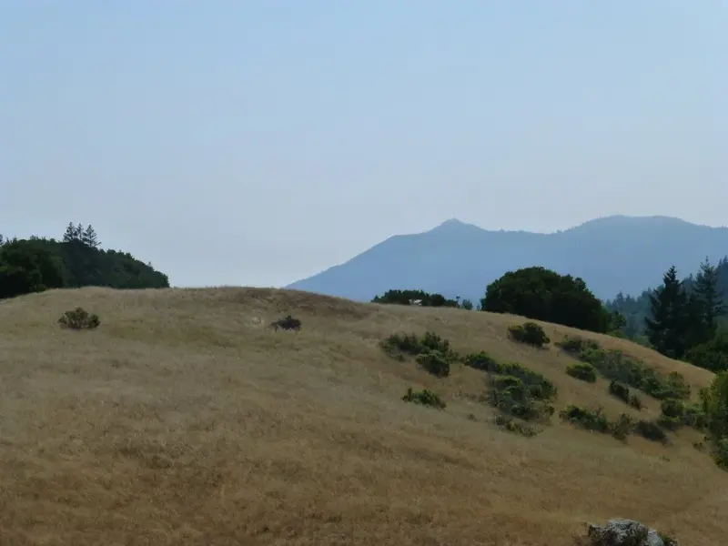 Hazy Day.webp