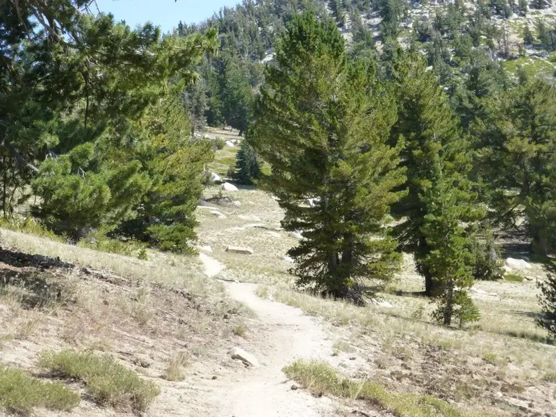 Tunnel Creek Trail 9200'.webp