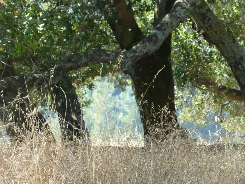 Long dry grass.webp