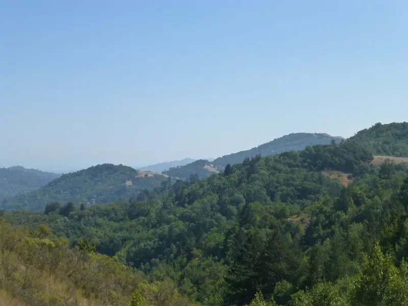 Hills around Fairfax.webp