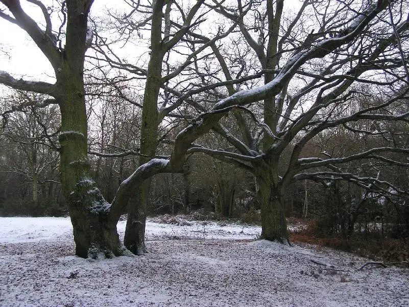 snowwww 012 (Medium).webp