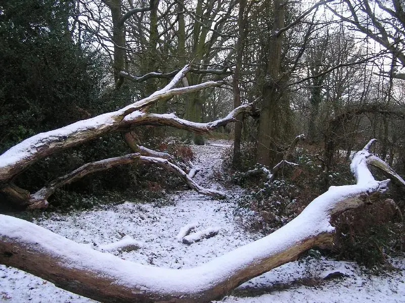 snowwww 009 (Medium).webp