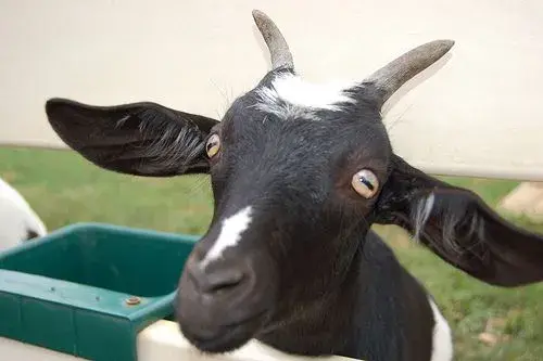 goat.webp