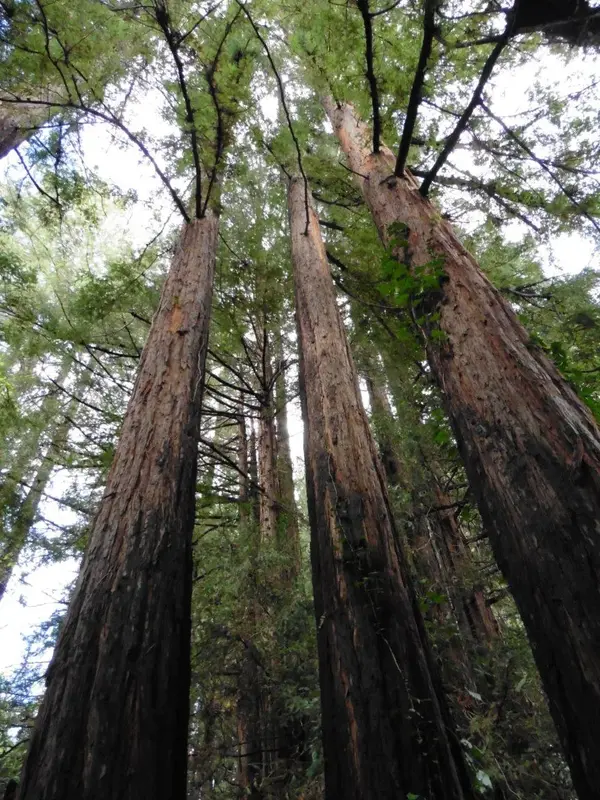 Church of the Redwoods.webp