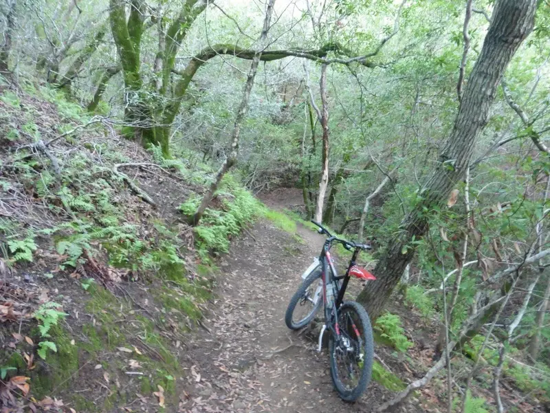 OG Trail.webp