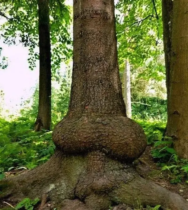 root.webp