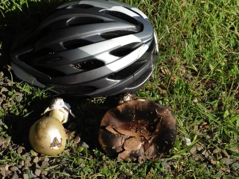 mushrooms.webp