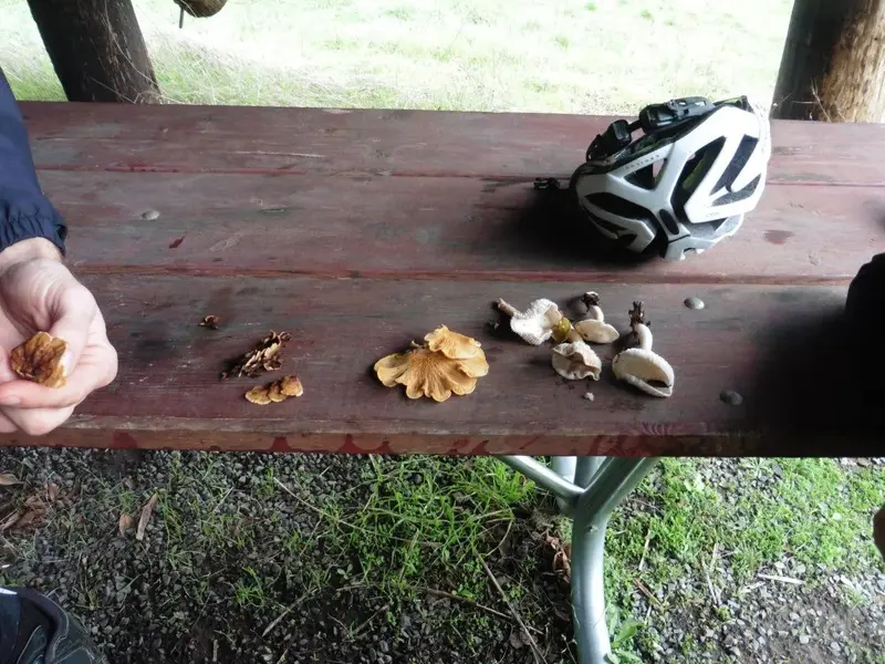 Today's mushrooms.webp