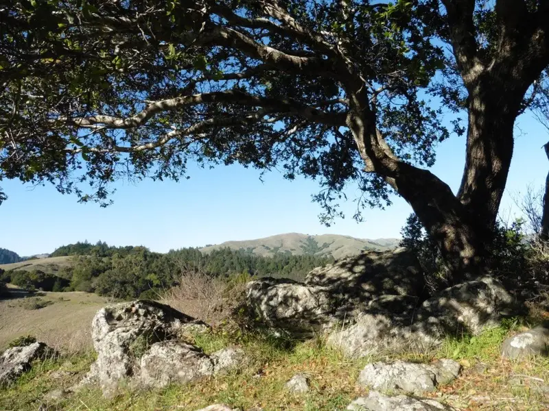 View from the Council Rocks.webp