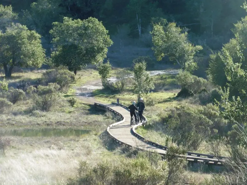 Magic Bridge.webp