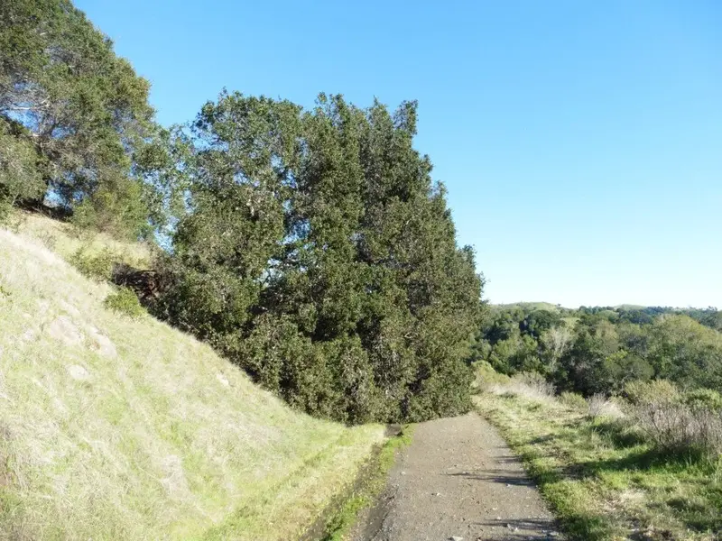 Toppled tree.webp