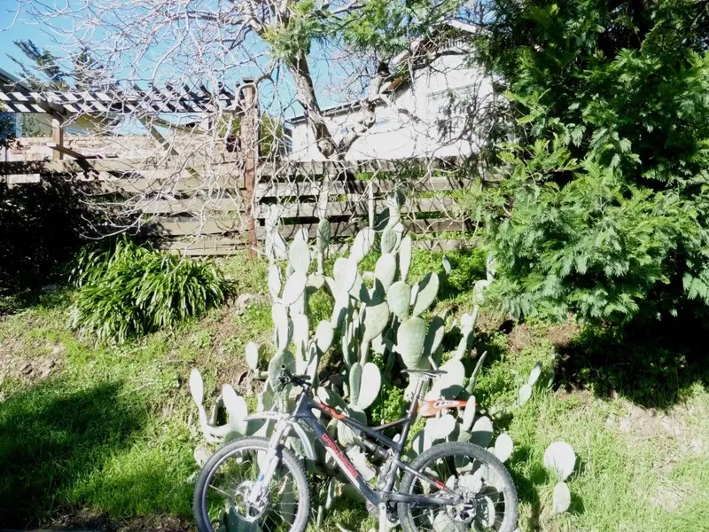Local Cactus.webp