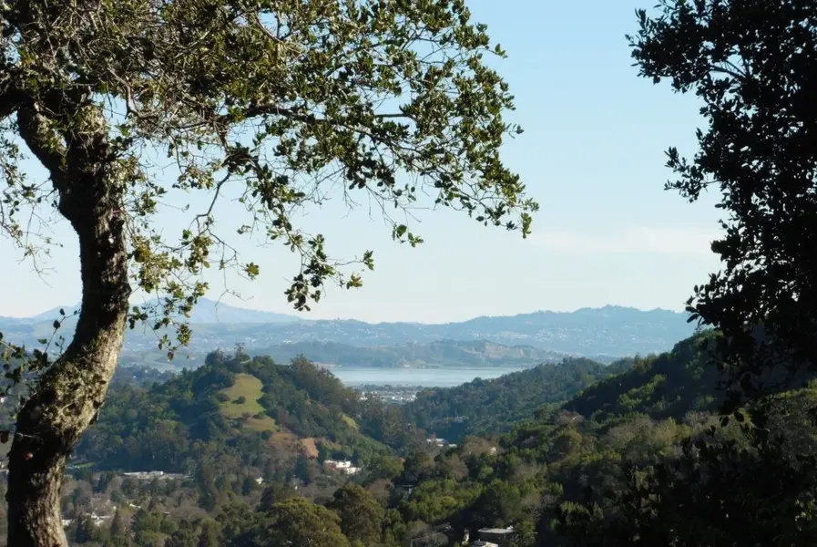 SF Bay.webp