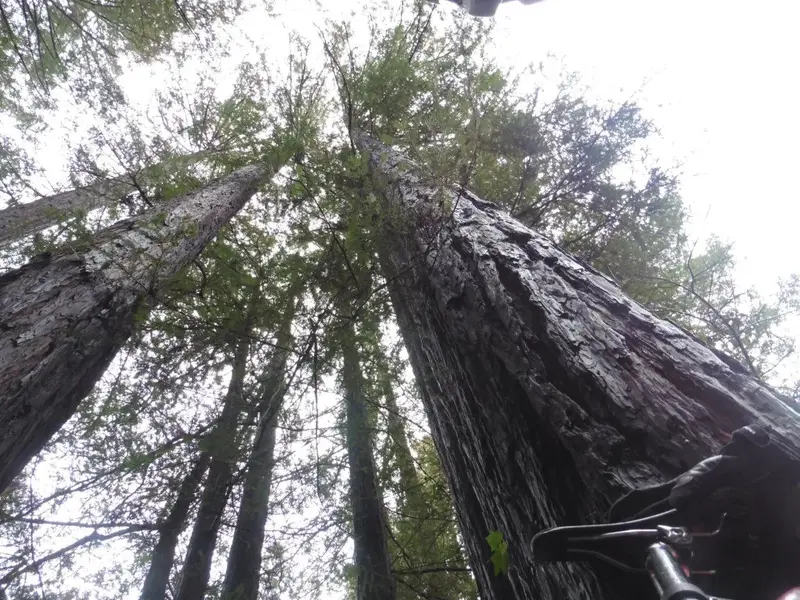 Big trees.webp