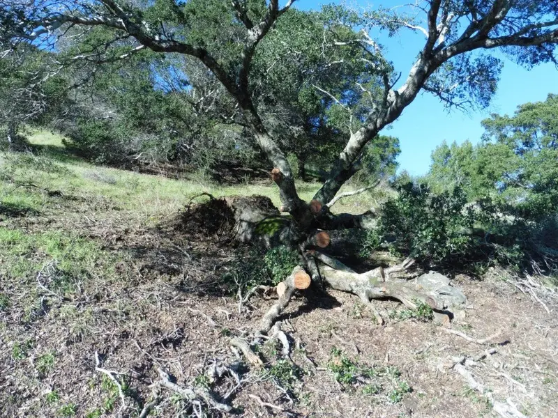 Uprooted but still alive.webp