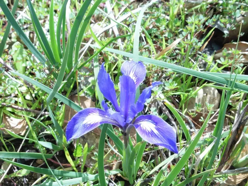 Wild Blue Iris.webp