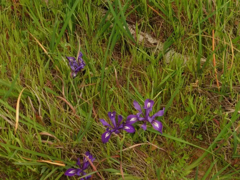 Douglas Iris.webp