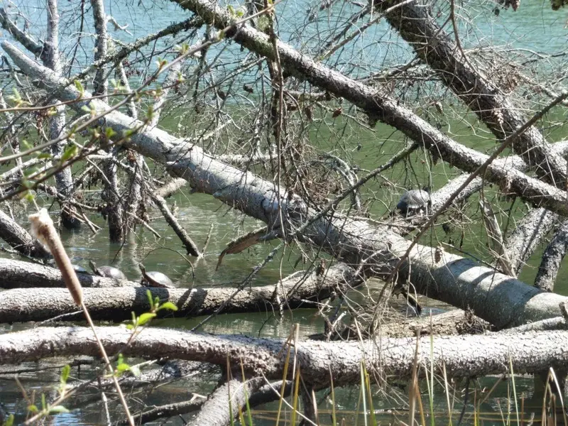 Turtles.webp