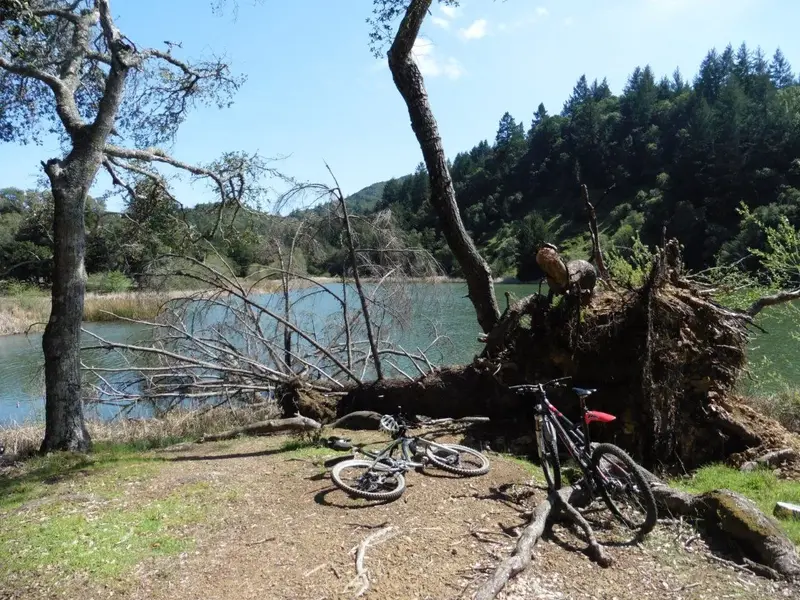 Lake Lagunitas.webp