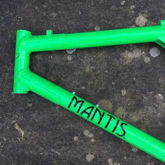 Mantis 11.webp