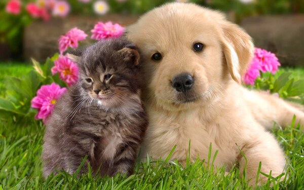 Puppies and Kittens.jpg
