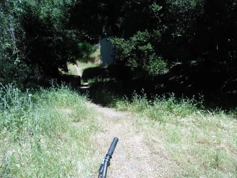 Into the woods.webp