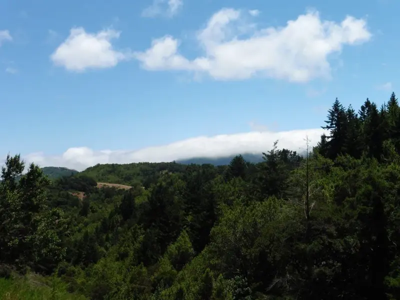Fog over Tam.webp