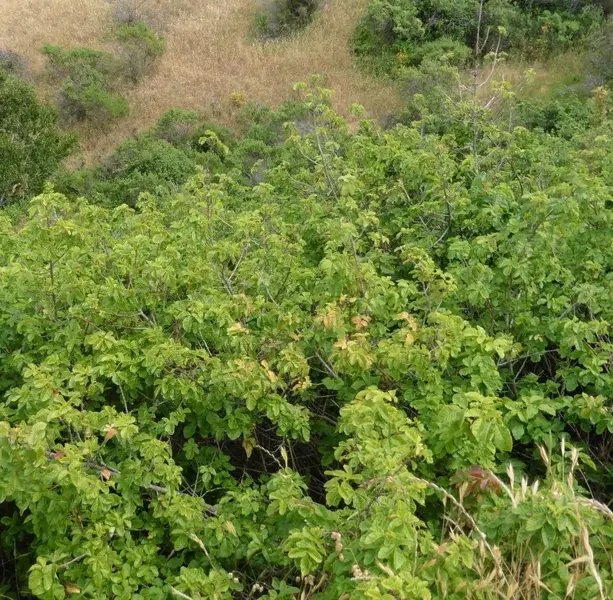 Poison Oak.webp