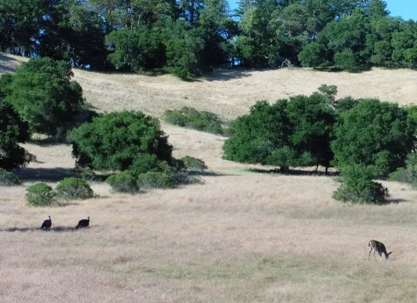Wild Turkeys and a Deer.webp