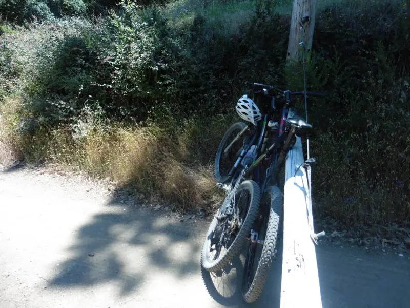 In the shade.webp