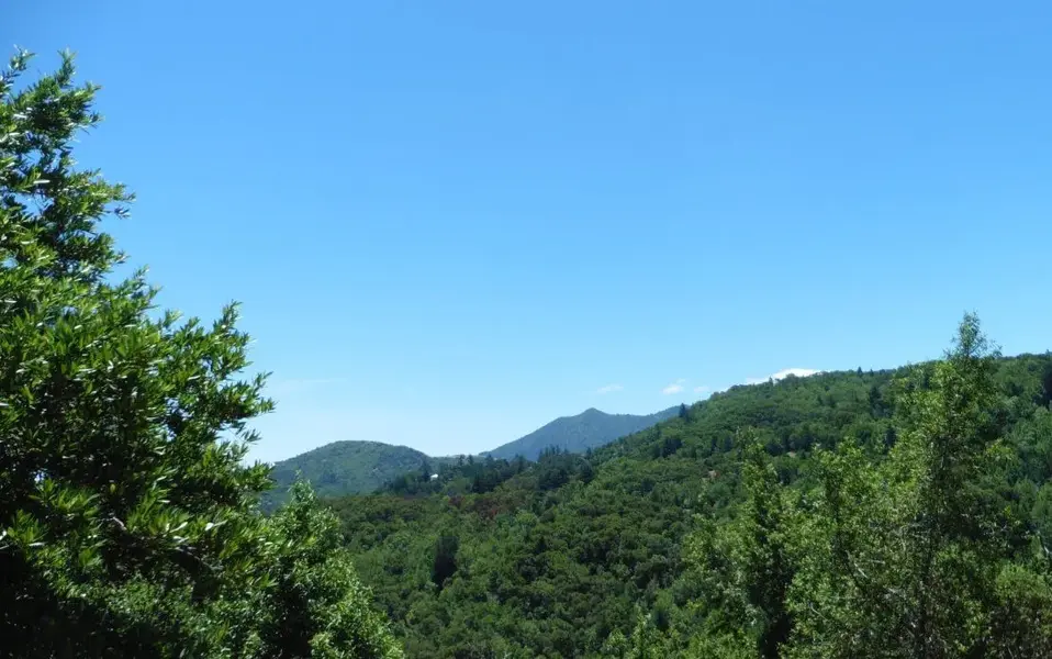 Tam to the South of us.webp