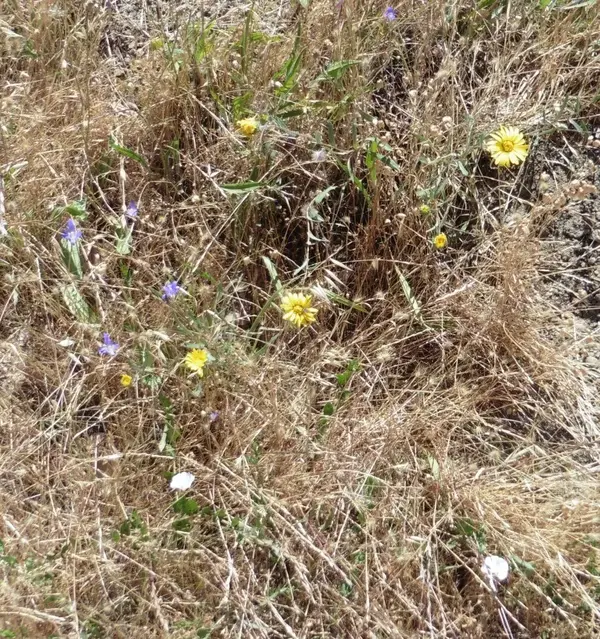 Late Spring Wildflowers.webp