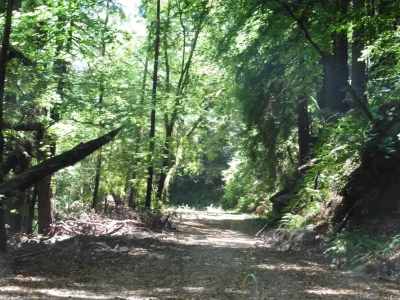 Redwood country.webp