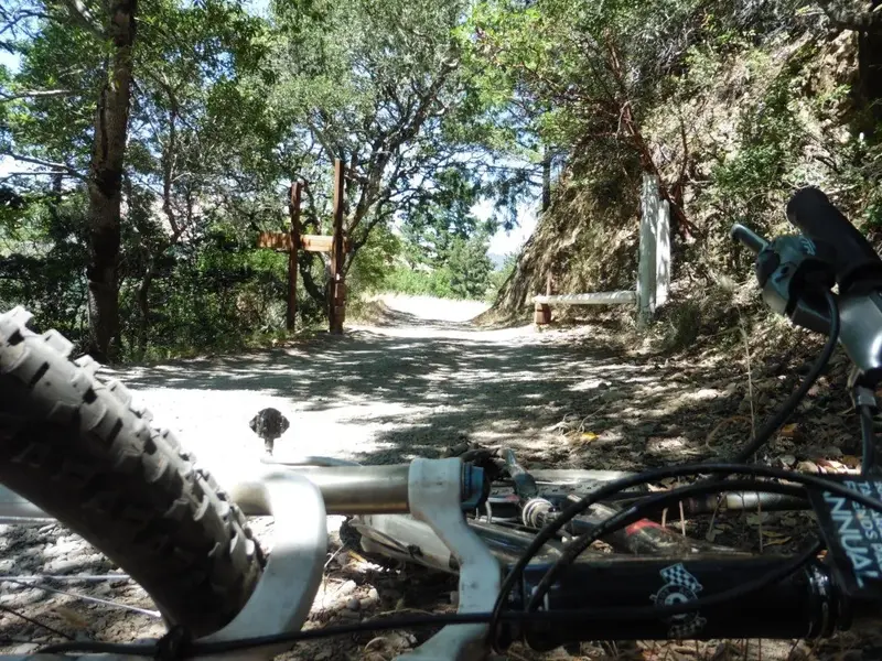 resting in the shade.webp