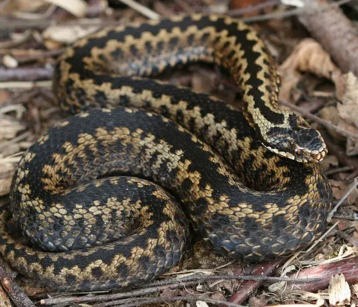 Adder - wildlifewanderer.webp