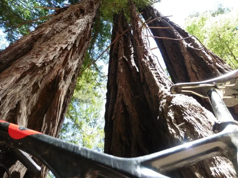 Big Trees.webp