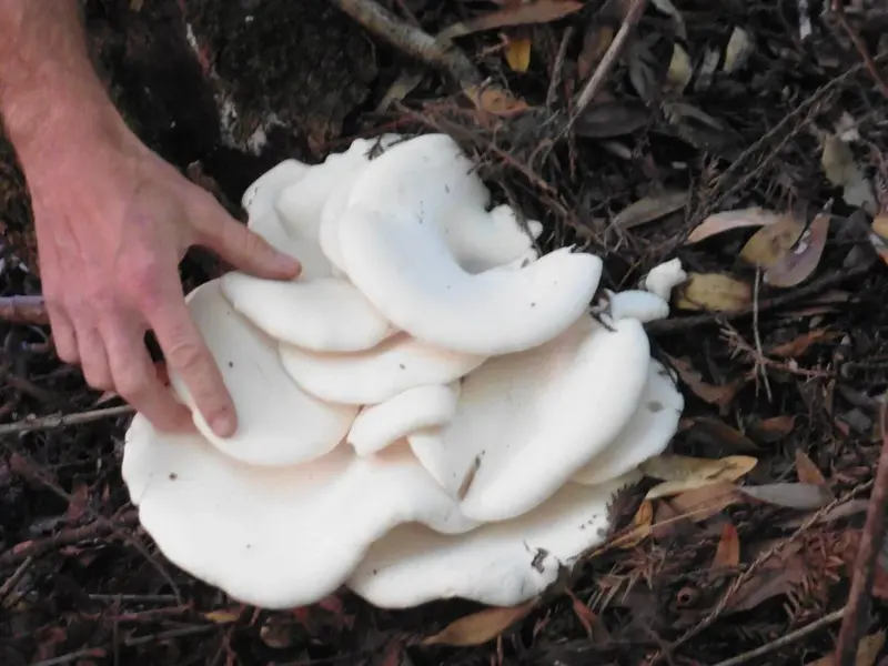 Humongous Fungi.webp